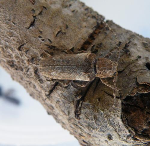 Niphona picticornis