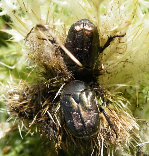 Réf. 48 531 : Potosia cuprea