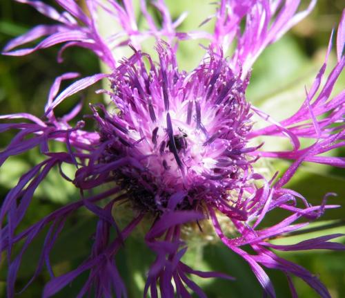 Miarus sp.