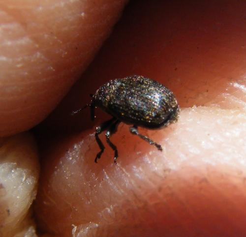 Miarus sp.