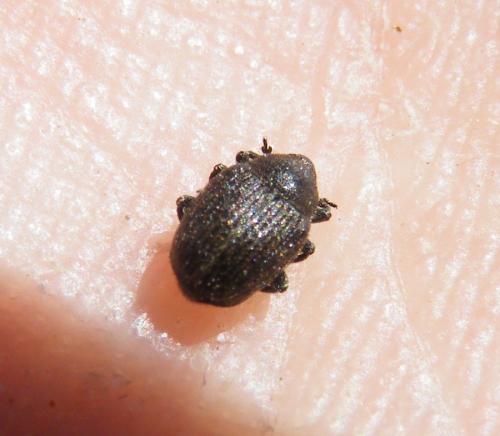 Miarus sp.