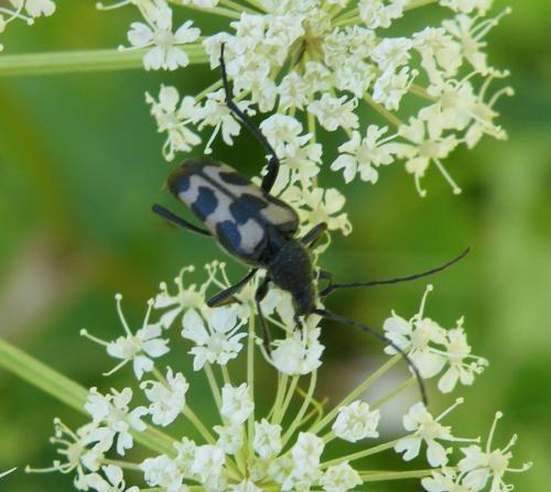 Judolia sexmaculata