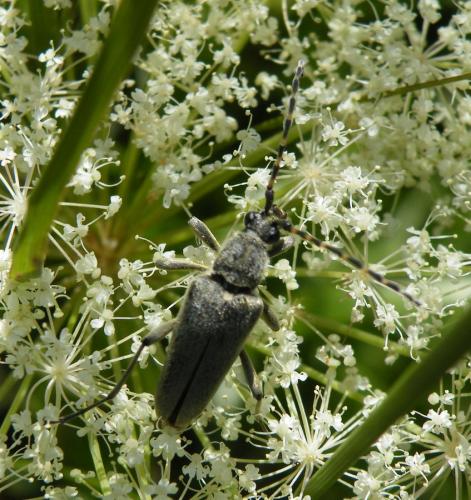 Lepturobosca virens