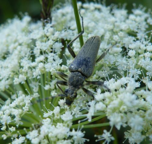Lepturobosca virens