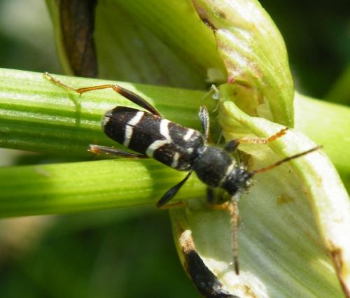 Clytus arietis