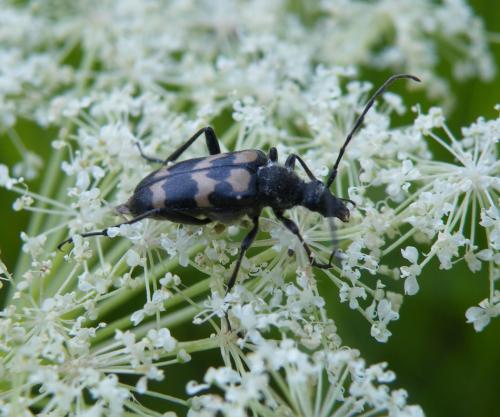 Réf. 48 465 : Judolia sexmaculata
