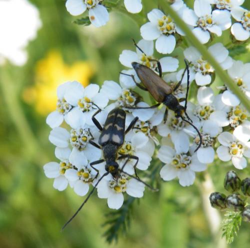 Judolia sexmaculata