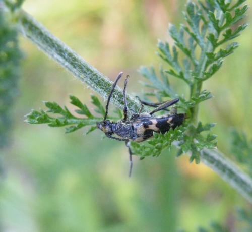 Judolia sexmaculata