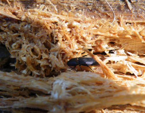 Ampedus scrofa