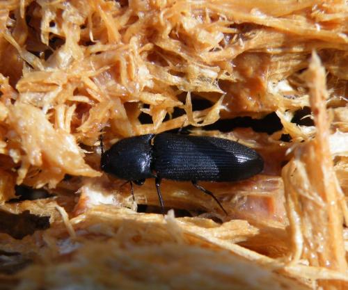 Ampedus scrofa