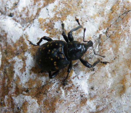 Liparus germanus