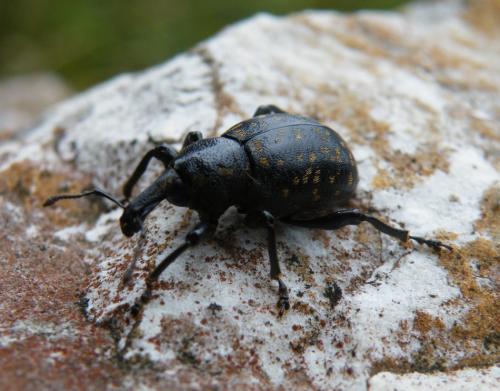 Liparus germanus