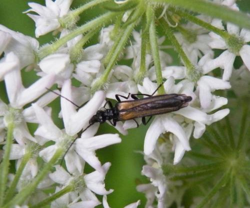 Réf. 48 455 : Oedemera pthysica