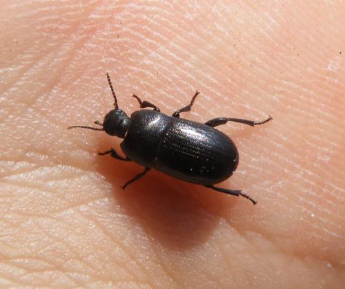 Pedinus meridianus