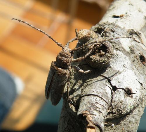 Niphona picticornis