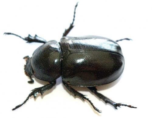 Réf. 48 225 : Xylotrupes socrates