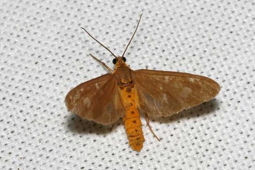 Dysauxes famula