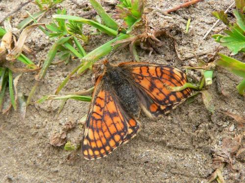 Euphydryas cynthia