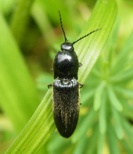 Réf. 48 707 : Hemicrepidius hirtus