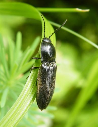 Hemicrepidius hirtus