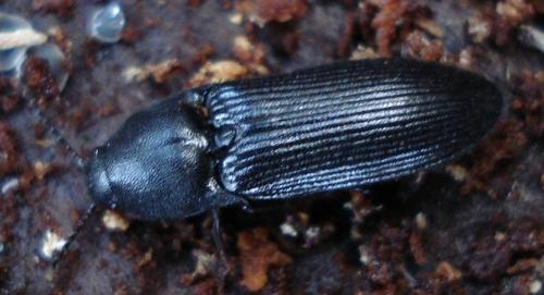 Ampedus scrofa