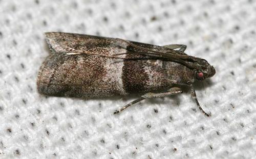 Réf. 48 975 : Elegia atrifasciella