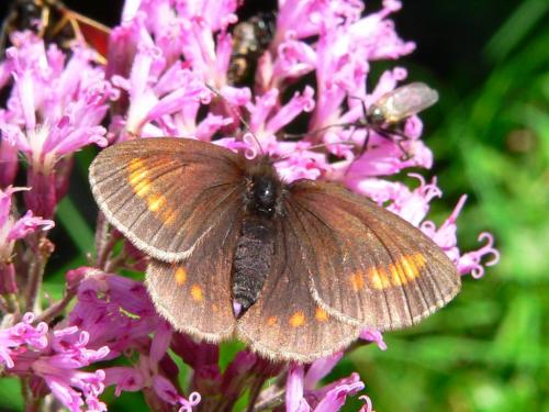Erebia pharte
