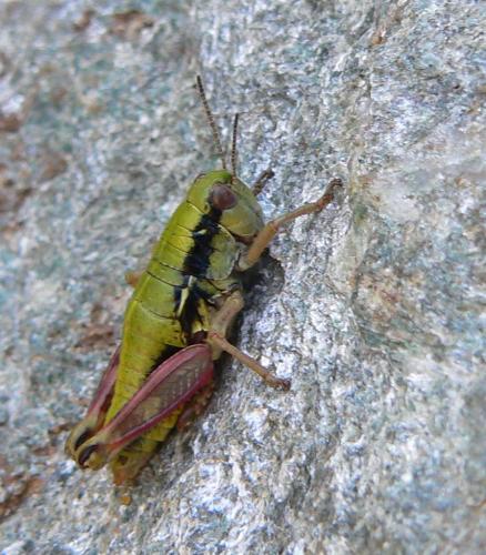 Epipodisma pedemontana waltheri