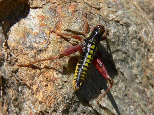 Réf. 48 298 : Epipodisma pedemontana waltheri
