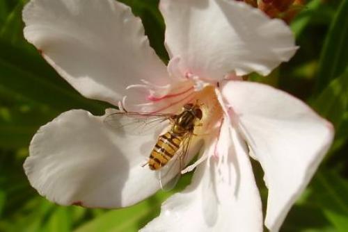 Episyrphus balteatus