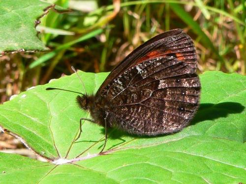 Erebia montanus