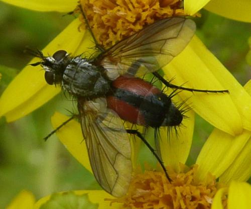 Réf. 48 178 : Eriothrix rufomaculata