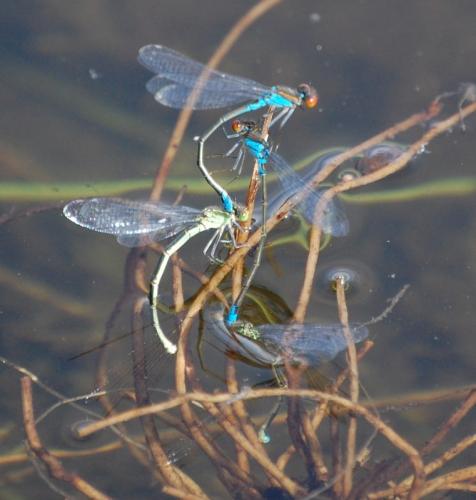 Réf. 48 135 : Erythromma viridulum