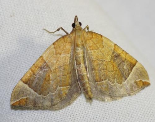 Réf. 48 761 : Eulithis testata