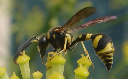Eumenes sp.