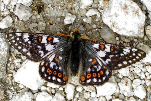 Euphydryas cynthia