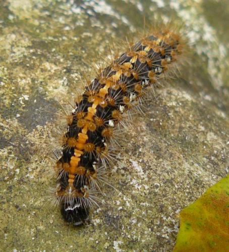 Euplagia quadripunctaria