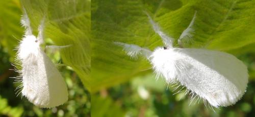 Euproctis similis