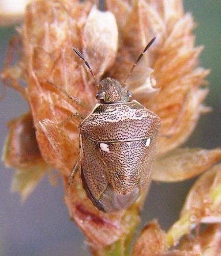Réf. 48 653 : Eysarcoris ventralis