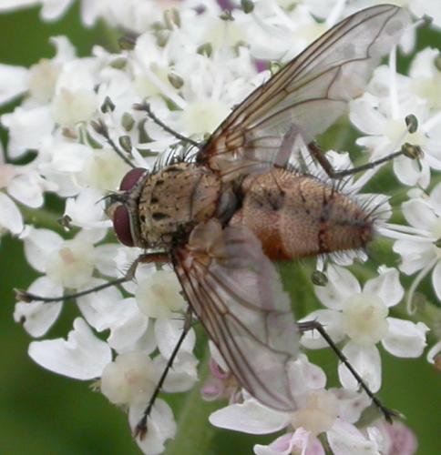 Dexia rustica