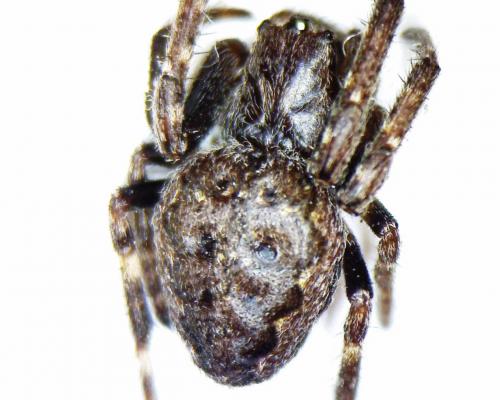 Nuctenea umbratica