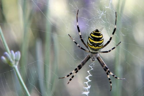 Réf. 48 837 : Argiope bruennichi