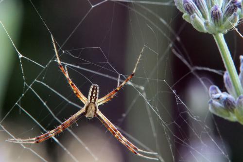 Argiope bruennichi
