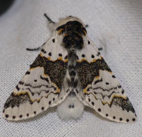 Réf. 48 760 : Furcula bicuspis