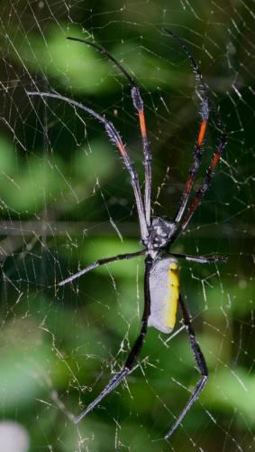 Réf. 48 066 : Nephila sp.