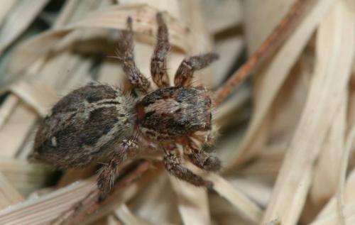 Réf. 48 006 : Plexippus paykulli