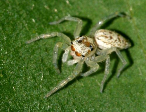 Phintelloides versicolor