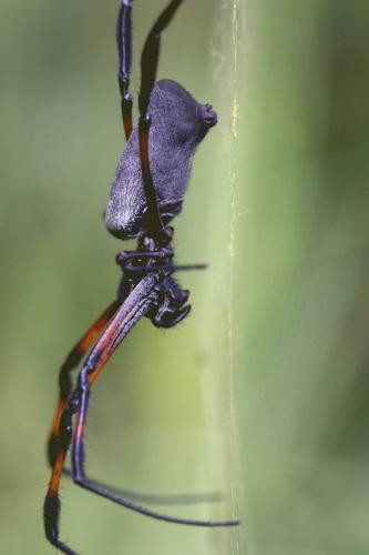 Réf. 48 065 : Nephila sp.