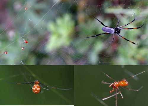 Argyrodes sp.