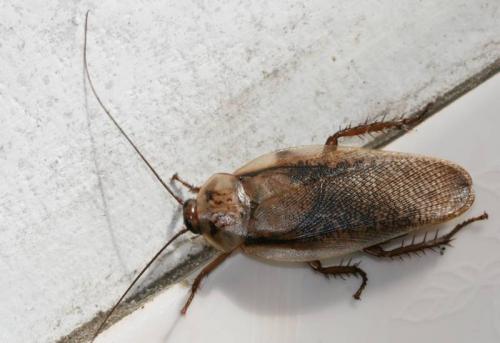 Rhyparobia maderae